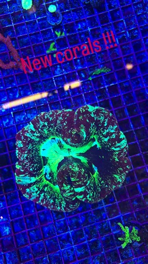 HYDROS AQUATICS on Instagram: "🔥🌊 OUR BIGGEST TORCH CORAL DROP EVER! 🌊🔥 The wait is OVER… this is officially our largest torch coral shipment to date and it is absolutely INSANE 🤯💥 From ultra-bright golds to fiery greens and jaw-dropping multicolor torches, these pieces are the kind that stop you in your tracks 👀✨ If you’ve been hunting for show-stopping torches, this is your sign. Limited pieces, premium quality, and once they’re gone… they’re GONE 🚨 📍 Hydros Aquatics Miami 4257 SW 72n