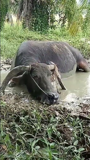 sound of the carabao #carabaosound #sound #carabao #shorts