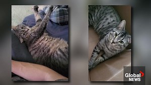 Owner believes cat is still alive and inside north Edmonton apartment building razed by fire