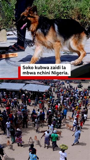 BBC News Swahili on Instagram: "Je uliwahi kufikiria kula kitoweo cha mbwa? Walaji wenyewe wanadai kuwa nyama ya mbwa ina nguvu maalum. Je hii ni kweli? Mwandishi wa BBC @ay_iliya alifanikiwa kufika katika soko la siri la mbwa Nigeria. Imewasilishwa na @frankmavura Tazama! - - - #bbcswahili #nigeria #mbwa #wanyama #foryou"