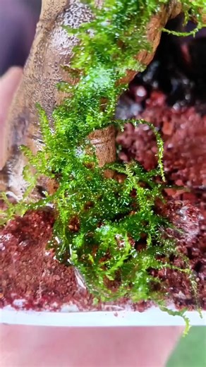 Creative Fish (@creative.fish)’s videos with son original - Soso💕