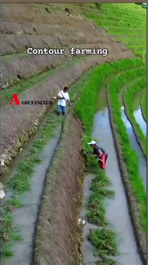 @agri_fanclub on Instagram: "The purpose of contour farming is to reduce soil erosion and increase water infiltration. This is achieved by tilling and planting crops along the natural contours of the land. #agriculture #farm #farmlife #contour #contourfarming #nature #naturephotography #farmers #farminglife #bscnursing #bscagriculture #organic #organicindia #instalike #viralreels #memesdaily #karshi"