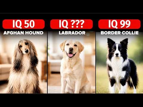 Dog IQ Ranking (Top 50) | Dog Breeds Ranked by Intelligence (Lowest to Highest)