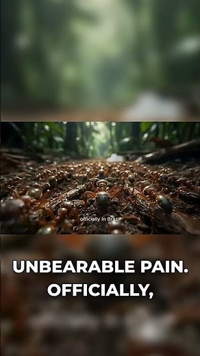 Brazil’s Most Painful Spider Bite 🕷️ #wildlife #nature #scary