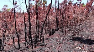 Valan-java-boahary Manombo : 102 Hektara, ipetrahan’ny biby sy zava-maniry tsy fahita raha tsy eto Madagasikara maro, kilan’ny afo. Naharitra 5 andro ny afo vao maty. Tsy fantatra ny fototry ny afo hatreto, raha ny tatitry ny fikambanana mpiaro ny tontolo iainana any an-toerana. Tsy nisy afa-tsy ny mpiambina ny toerana sy ireo mponina manodidina no nisahana ny famonoana ny afo. | TV PLUS Madagascar Ofisialy