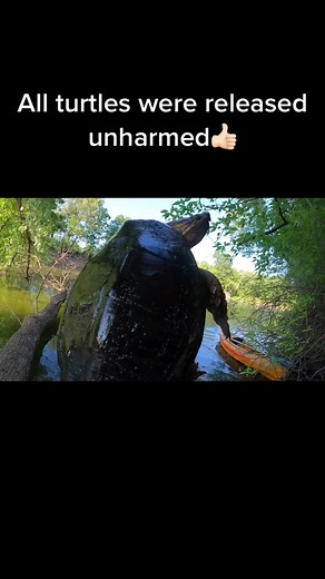 Turtle Trapping Madness Adventure!