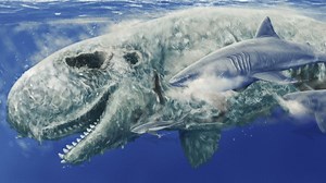 What was megalodon's favorite snack? Sperm whale faces