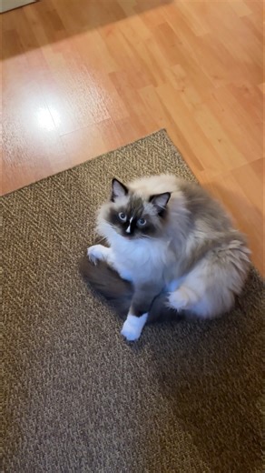 43K views · 1.6K reactions | And we were told Ragdolls don’t meow.  #ragdoll #cats #cute | Mauri and Cucumbers | Facebook