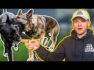 How do dogs actually communicate?