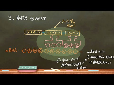 おうち生物 20. 転写・翻訳・スプライシング