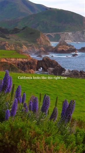 California Spring Travel Guide Spring is one of the best times to explore California if you're chasing wildflowers and strong waterfall flow. Winter rain brings waterfalls back to life and triggers wildflower blooms across the state. If you’re planning a spring road trip, these three spots offer a mix of coastal views, short hikes, and seasonal blooms. 🌊 Big Sur 🟢 McWay Falls Trail – 0.6 mi round trip, easy paved overlook trail inside Julia Pfeiffer Burns State Park. One of the few waterfalls 