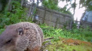Cantaloupe Delight: Greg the Groundhog's Snack Time