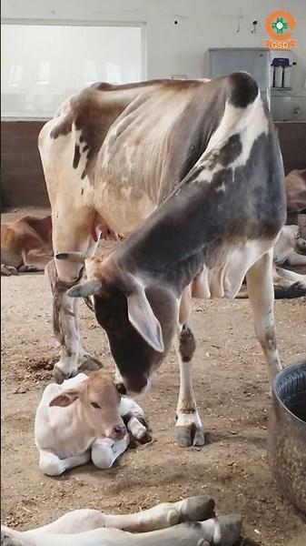 टूटे पैर का दर्द सहकर भी दिया बच्चे को जन्म… #shortsfeed #shorts #gsd