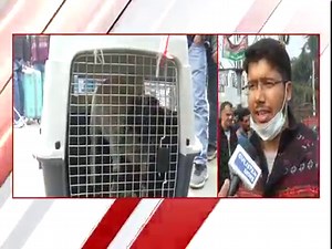 729K views · 12K reactions | AFRICAN SHEEP NOW IN CITY , CITY BOY LOVES TO BREED AND HAVE GREAT PASSION TOWARDS IT SHEEP COST RS 12 LAC IRFAN FAZIL REPORTS | Gulistan Live Feed | Facebook