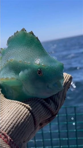 Amazing Lumpfish Can Suction Themselves onto Anything! Are they Cute or Ugly? 🥺 #fish