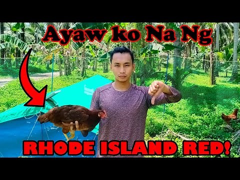 Bakit Ako Tumigil sa Pag-aalaga ng Rhode Island Red | Free Range Chicken Farming PH
