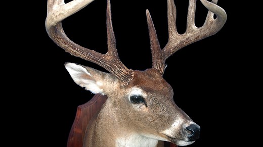Deer hunting: Here are 24 of the biggest typical bucks on record in Mississippi