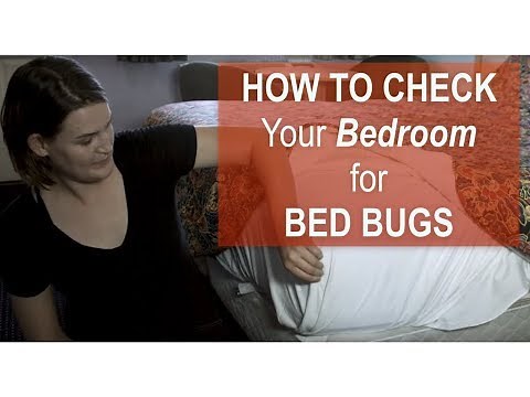 How to Check Your Bedroom for BED BUGS