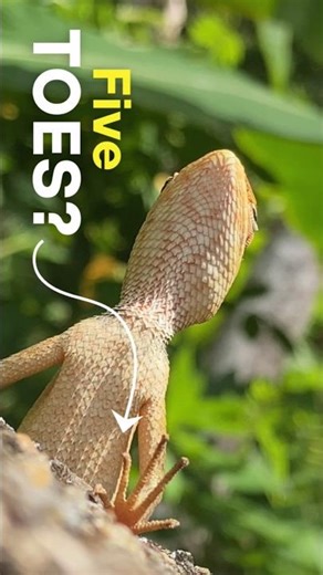 Most People Get This Wrong❌🫤 How Many Toes a Garden Lizard Has?🦎 #shorts