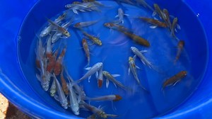 New arrivals of Butterfly koi now available! . . . . #sunlandwatergardens #pondlife #koi #koifish #ponds #pondfish #butterflykoi #japanesekoi #koiinla #koiforsale #koiforsaleinla #pondsupplies #koipond #fishpond #pondsuppliesinla #pondsuppliesforsale #japanesekoi #goldfish #goldfishinla #goldfishforsale # koifishpond #koicarp #Jeffkite | SUNLAND WATER GARDENS | Facebook