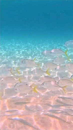 Swim with us! | Anguilla