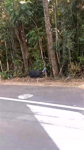 Gindarja (Cassowary) near Kuranda Range. | Rainforest To Bush Cultural Experiences