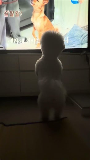 티비 보는 강아지 오드리 #강아지 #애견영상 #비숑프리제 #개와늑대의시간 #강형욱
