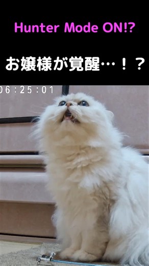 お姫様猫、朝だけハンターになる…🐱✨【ペルシャ猫ひめちゃん】#猫 #猫動画 #ペルシャ猫 #かわいい猫 #癒し #子猫 #猫のいる暮らし #ねこ #猫ショート #動物動画