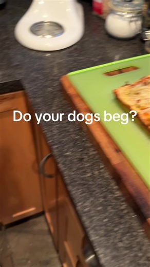 Where there’s food all the dogs appear! #bostonterrier #dogpack #bostonterrierlove #dogtok #bostonbrigade