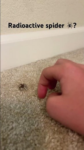 Radioactive spider IRL?! 🕷️