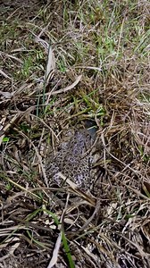 7.9K views · 73 reactions | Watch as a Crawfish Frog is carefully...