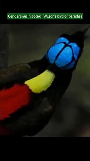 Burung Cenderawasih botak | Wilson's bird of paradise #burung