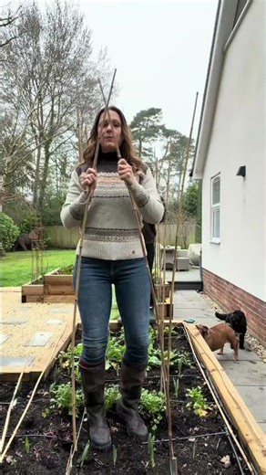 Pea Cathedrals are up #garden #home #plants #gardening #food #lifestyle