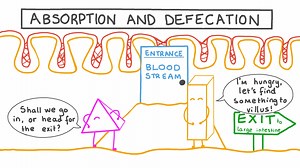 Absorption and Defecation