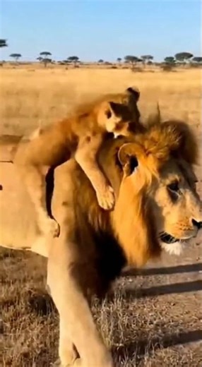 🦁 아기사자 목마타고 까불다가 발라당… 아빠사자 황당🐾 Baby lion falls while playing piggyback… Dad lion is dumbfounded