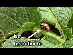 Potato Beetle Control In Your Garden Using No Insecticide Or Poison
