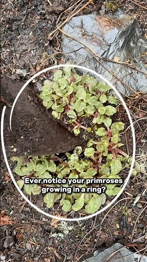 How to Divide Primroses for Prettier Blooms and Healthier Plants