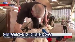 3.7K views · 80 reactions | Baaa-rilliant!  The sheep shearing competition is in full flow at the Great Yorkshire Show, which was cancelled because of Covid last year. The record so far? Shearing a sheep in 36 seconds… Watch GB News on Freeview 236, Sky 515, Virgin Media 626, YouView 236 and Freesat 216. | GB News | Facebook