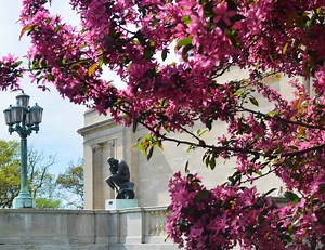 20 Great Flowering Trees For Ohio (by color) - ProGardenTips