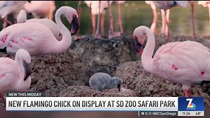 73K views · 944 reactions | A flamingo chick born late last month is...
