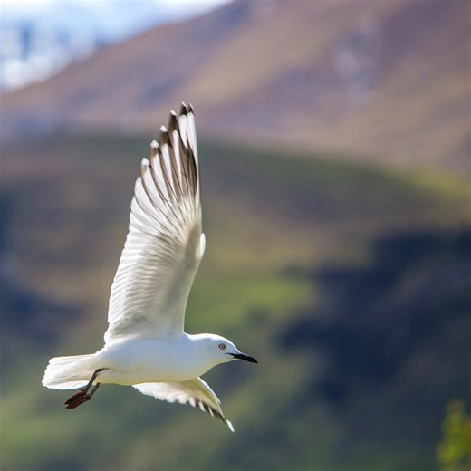 The astonishing secrets behind a bird’s flight