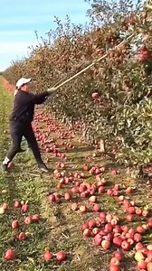 640K views · 16K reactions | Apple Cultivation Method. Commercial potential of apple cultivation in Bangladesh. আপেল চাষ পদ্ধতি। বাংলাদেশে আপেল চাষের বাণিজ্যিক সম্ভাবনা। #apple #cultivation #Bangladesh #Amazing #fbreelsfypシ゚viral | Sheikh Jalal | Facebook