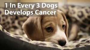 Dog cancer is a major killer Early detection may save you your dog and also vet fees, because late treatments can cost from $4,700 Avoid heartbreak by paying attention to these cancer signs: | Dog Letter