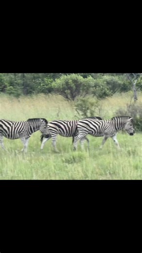 Aaron's tech 📱⌚️💻 (@aarons_tech)’s videos with original sound - the anteater (edvin)