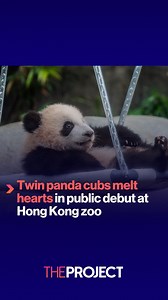 9K views · 55 reactions | Fun fact: the collective noun for a group of pandas is an embarrassment | The Project | Facebook