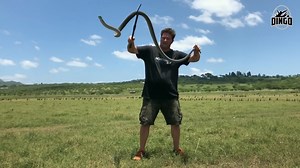 265K views · 2.6K reactions | WILD Black Mamba!!! #DingoDinkelman #TheDinkelmans #Reptiles #Snakes #Animals #DingosFarmAndReptilePark #DingosAnimalKingdom #EducateInspireProtect #BlackMamba #Mamba #ToyotaSA | Dingo | Facebook