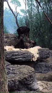 70K views · 4.3K reactions | Play is very important for a variety of species of animals including both humans and bonobos. Play behavior helps build a variety of skills for these animals. Also called the pygmy chimp, the bonobo is slightly smaller than the common chimpanzee. Sharing more than 98% of its DNA with humans, the bonobo is our closest living relative. Like humans, bonobos live in family groups and are highly intelligent. | Cincinnati Zoo & Botanical Garden | Facebook