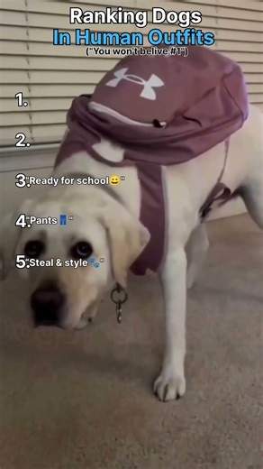 RANKING DOGS IN HUMAN OUTFITS #1 IS VERY FUNNY