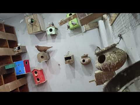 Pied dove 🕊️ java finches and Fancy pigeons colony watch full video and say MashaAllah 🤩