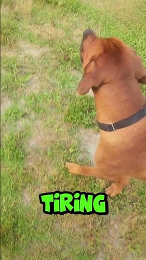 Rhodesian Ridgeback vs African Lion Who's the REAL King?